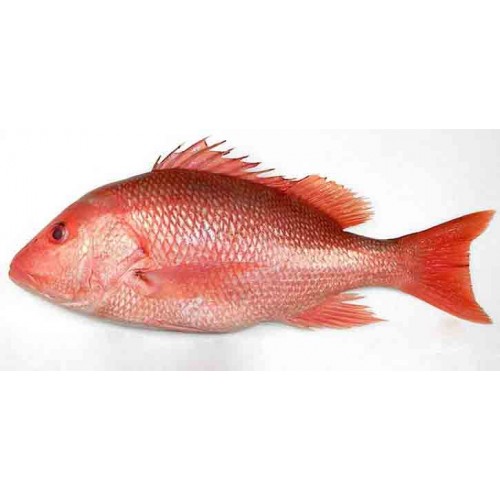 Red Snapper / Chempalli